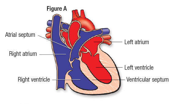 Medical Illustration of Heart - Figure A