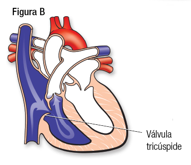 Normal Fig. B Español