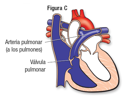 Normal Fig. C Español