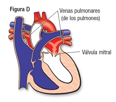 Normal Fig. D Español