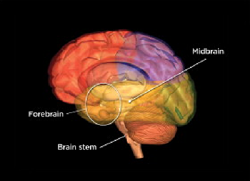 labeled image of a brain