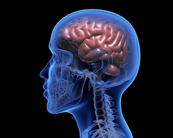 Imagen de un cerebro humano Imagen de un cerebro humano